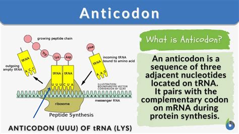 The anticodon is the key element that allows the tRNA to recognise and bind to the correct codon on the mRNA. During translation, the mRNA molecule is read by ...
